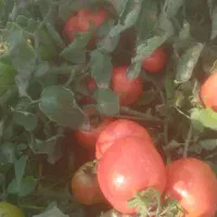 گوجه ربی درجه یک