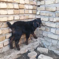 بزبابزگاله|حیوانات مزرعه|خرمدره, |دیوار