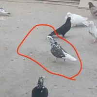 کفتر گم شده