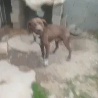 یه عدد شکاری نر تربیت شده دنبالان تزمین