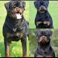 واگذاری سگ توله روتوایلر اصیل نگهبان|سگ|کرمان, |دیوار