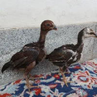 جوجه لاری اصیل نسل دار