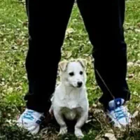 سگ پاکوتا نژاد فیندو نر همراه با باکس فی ۳ تومن