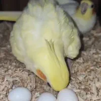 طوطی عروس نژاد دار کشیده سخن گو|پرنده|مرزیکلا, |دیوار