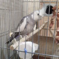 جفت عروس هلندی
