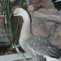 غاز مرغ بوقلمون خروس