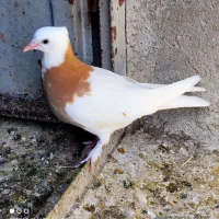 کبوترطوقی جوجه