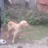 سگ شکاری|سگ|رشت, چله خانه|دیوار