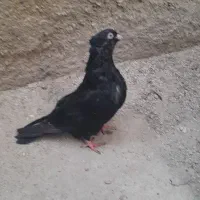 ماهشهر|پرنده|بندر ماهشهر, |دیوار