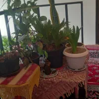 انواع گل|گل و گیاه طبیعی|خرمدره, |دیوار