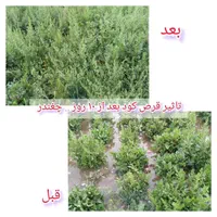 کود ارگانیک افزایش محصولات چندبرابر|گل و گیاه طبیعی|مشهد, کلاهدوز|دیوار