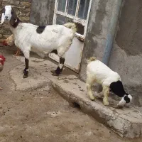 بزشیری|حیوانات مزرعه|فاروج, |دیوار