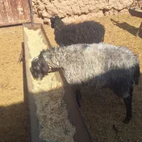 فروش دوعدد بره رومانف اصل|حیوانات مزرعه|تربتحیدریه, ۴۵ متری|دیوار