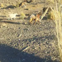 فروش چپش دورگ حدودایکساله.