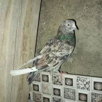 کفترکبکی