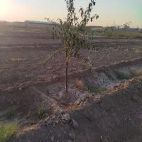 زمین کشاورزی به متراژ 3300 با پروانه چاه ابیاری|فروش دفتر صنعتی، کشاورزی، تجاری|بناب, |دیوار