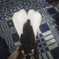 کبوتر|پرنده|بندرعباس, |دیوار