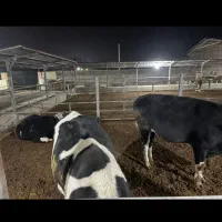 گوساله چاق|حیوانات مزرعه|زرندیه, |دیوار