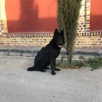 سگ ژرمن بلک شولاین کینگ سایز