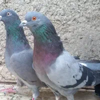 کبوتر‌نروماده‌سبز‌دوخط‌گردن‌کلفت‌پرش‌بازیکن