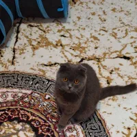 گربه ماده اسکاتیش|گربه|شهریار, شهریار|دیوار