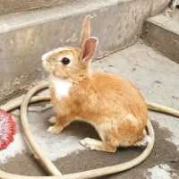 خرگوش ماده،