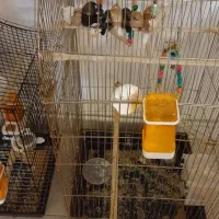 فنچ بنگالی (معاوضه)|پرنده|اندیشه, اندیشه فاز ۳|دیوار