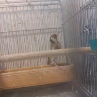 سهره گل قفل