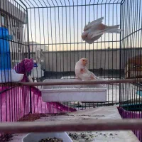 قناری موزائیکی|پرنده|تهران, زرکش|دیوار