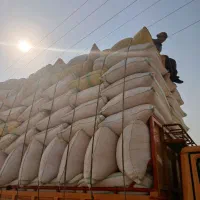 کاه دیم نرم گوسفندی