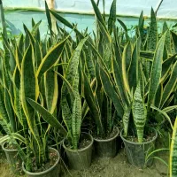 سانسوریا شمشیری|گل و گیاه طبیعی|رشت, حمیدیان|دیوار