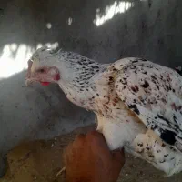 مرغ وجوجه بقلمون ۷ ماهه هست