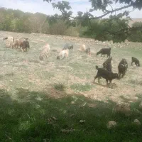 فروش۱۶راس بز ترکی کره داربا۱پازن