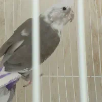 یک جفت عروس البینو مولد سالم سالم