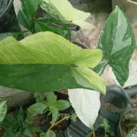 گل‌های آپارتمانی بدلیل جمع کردن گلخانه|گل و گیاه طبیعی|لاهیجان, جمهوری|دیوار