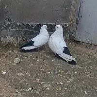 کبوتر|پرنده|میانه, |دیوار