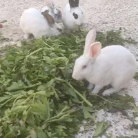 تعداد 6خرگوش 5ماده آبستن|موش و خرگوش|فریمان, |دیوار