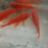 ماهی قرمز|ماهی|خان ببین, |دیوار