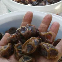 خرما برحی|خوردنی و آشامیدنی|چغادک, |دیوار