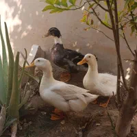 فروش 3تا اردک با هم