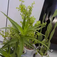 گل/ خرفه سانسوریا آلوئه‌ورا