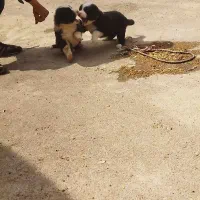 توله نرو لاس