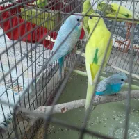 مرغ عشق دونه ای ۱۳۰|پرنده|قزوین, |دیوار