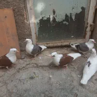 کبوتر پشت رنگی|پرنده|مشهد, کوی المهدی|دیوار