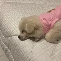 پامر|سگ|مشهد, هدایت|دیوار