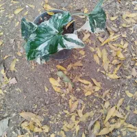 گلهای آپارتمانی|گل و گیاه طبیعی|دوگنبدان, |دیوار