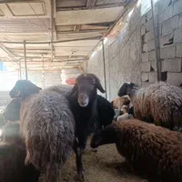 گوسفندزنده حاجی کریمی
