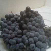 فروش تره رشه