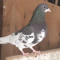 کفتر ماده سینه سیاه وشوهری|پرنده|شیراز, کفترک|دیوار
