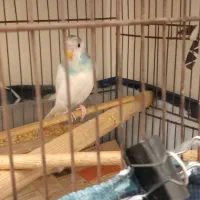 مرغ عشق|پرنده|تهران, بلورسازی|دیوار